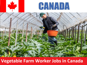 Vegetable Farm Worker Jobs in Canada