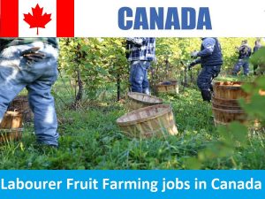 Labourer Fruit Farming jobs in Canada
