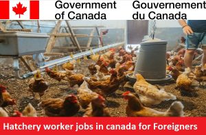 Hatchery worker jobs in canada for Foreigners