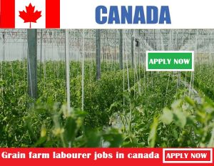 Grain farm labourer jobs in canada