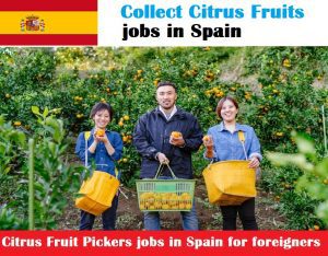 Citrus Fruit Pickers jobs in Spain for foreigners