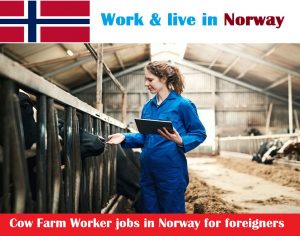 Cow Farm Worker jobs in Norway for foreigners
