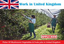Picker Of Mushrooms Vegetables & Fruits jobs in United Kingdom for foreigners Picker Of Mushrooms Vegetables & Fruits jobs in United Kingdom