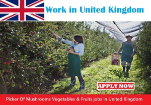 Picker Of Mushrooms Vegetables & Fruits jobs in United Kingdom