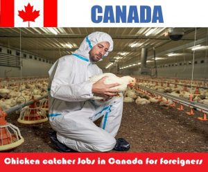 Chicken catcher Jobs in Canada for foreigners