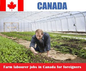 Farm labourer jobs in Canada for foreigners