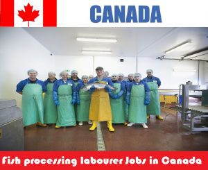 Fish processing labourer Jobs in Canada for foreigners