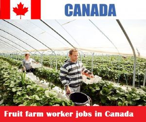 Fruit farm worker jobs in Canada for foreigners