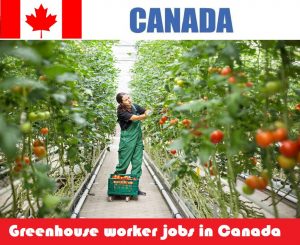 Greenhouse worker jobs in Canada for foreigners