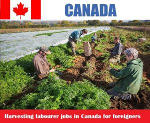 Harvesting labourer jobs in Canada for foreigners (NOC 8611)