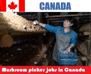 Mushroom picker jobs in Canada