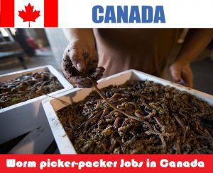 Worm picker-packer Jobs in Canada