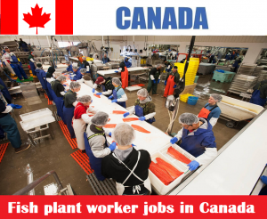 Fish plant worker jobs in Canada