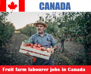 Fruit farm labourer jobs in Canada for foreigners - Hiring Now