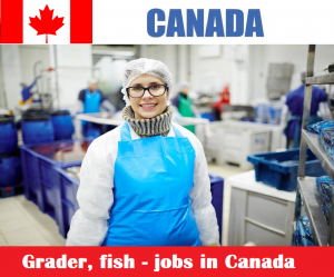 Grader, fish - jobs in Canada at Daley Group