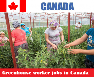 Greenhouse worker jobs in Canada for foreigners