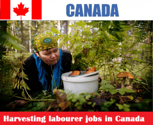 Harvesting labourer jobs in Canada for foreigners