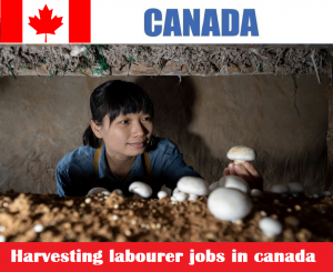 Harvesting labourer jobs in canada for foreigners - Hiring Now