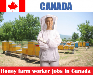 Honey farm worker jobs in Canada for foreigners
