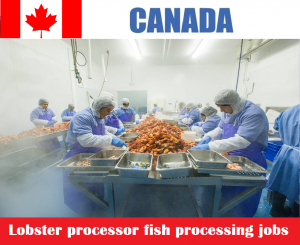 Urgent! Lobster processor fish processing jobs in Canada