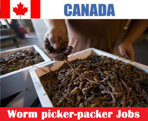 Worm picker-packer Jobs