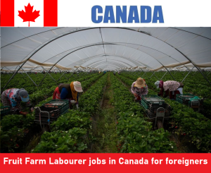 Fruit Farm Labourer jobs in Canada for foreigners