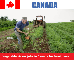 Vegetable picker jobs in Canada for foreigners