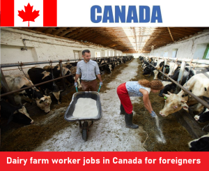 Dairy farm worker jobs in Canada for foreigners