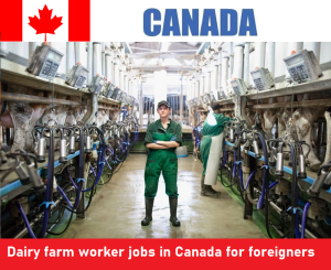 Dairy farm worker jobs in Canada for foreigners