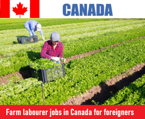 Farm labourer jobs in Canada for foreigners