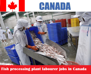 Fish-processing plant labourer jobs in Canada for foreigners