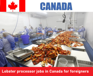 Lobster processor jobs in Canada for foreigners