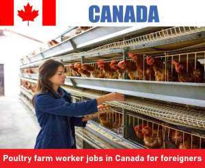 Poultry farm worker jobs in Canada for foreigners