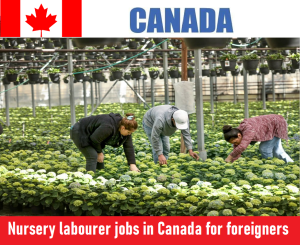 Nursery labourer jobs in Canada for foreigners
