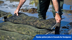 Oyster picker jobs in Canada for foreigners