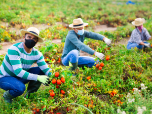 General farm labourer jobs in Canada for foreigners