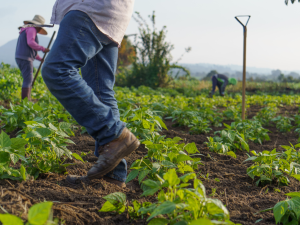 General farm worker jobs in Canada for foreigners