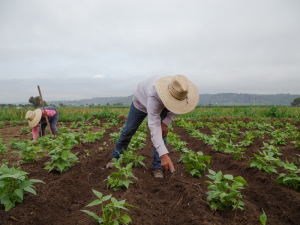 Farm labourer jobs in Canada for foreigners