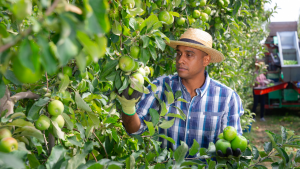 Orchard worker jobs in Canada for foreigners