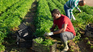 General farm worker jobs in Canada for foreigners