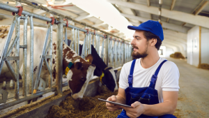 Dairy farm labourer jobs in Canada for foreigners