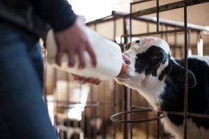 Dairy farm worker jobs in Canada for foreigners