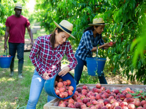 Fruit farm worker jobs in Canada for foreigners