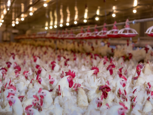 Chicken catcher jobs in Canada for foreigners