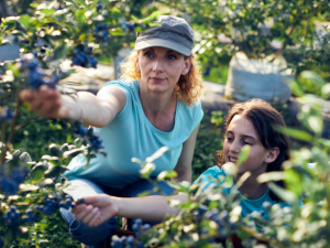 Fruit Farm Labourer jobs in Canada for foreigners