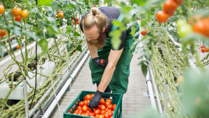 Vegetable farm worker jobs in Canada for foreigners