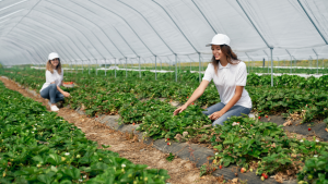 Farm labourer jobs in Canada for foreigners