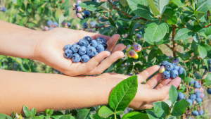General farm worker jobs in Canada for foreigners