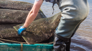 Oyster harvester jobs in Canada for foreigners