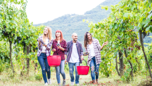 Fruit farm labourer jobs in Canada for foreigners